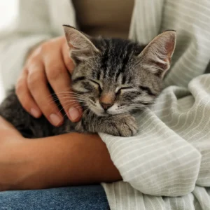 Feline Polycystic Kidney Disease (PKD) DNA Test