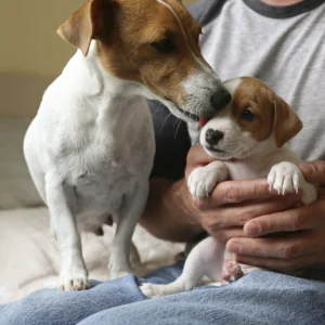 Dog Parentage Verification Test