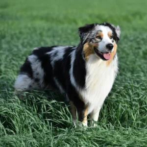 Shepherd Health and Trait Panel