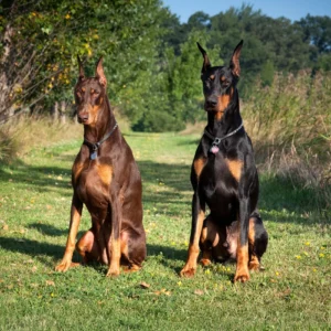 Doberman Pinscher Panel