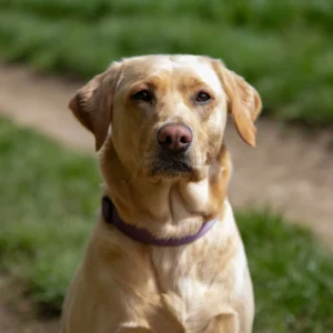 Hereditary Nasal Parakeratosis (HNPK) in Labrador Retrievers