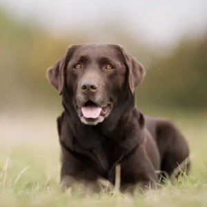 Labrador Health Panel