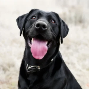 Centronuclear Myopathy in Labrador Retrievers
