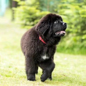 Cystinuria in Newfoundlands and Labradors