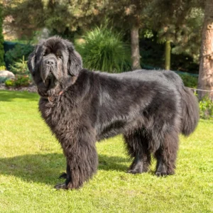 Newfoundland Health and Traits Panel