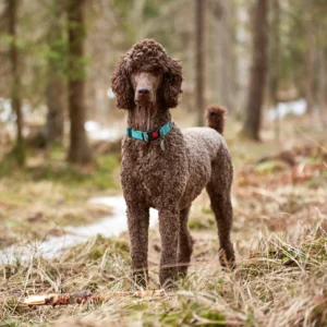 Poodle Disease Panel