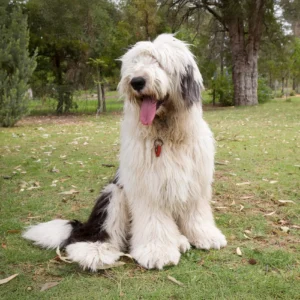 Old English Sheepdog Panel