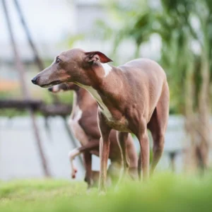 Myostatin Deficiency in Whippets