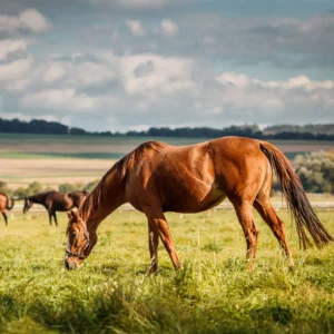 DNA Profiling for Horses
