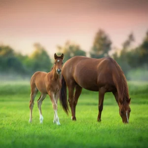 Horse Parentage DNA Test