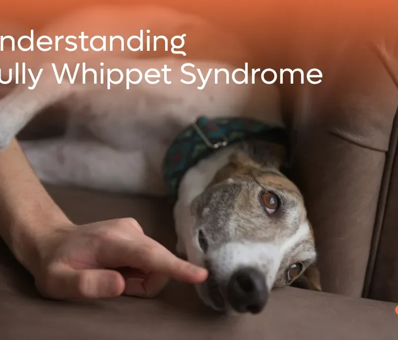 Understanding Bully Whippet Syndrome