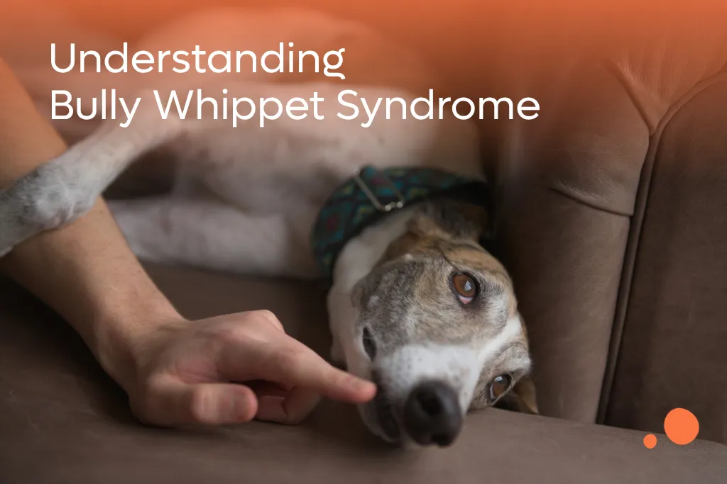 Understanding Bully Whippet Syndrome