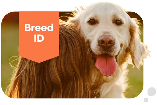 Breedwise DNA Breed Identification Test