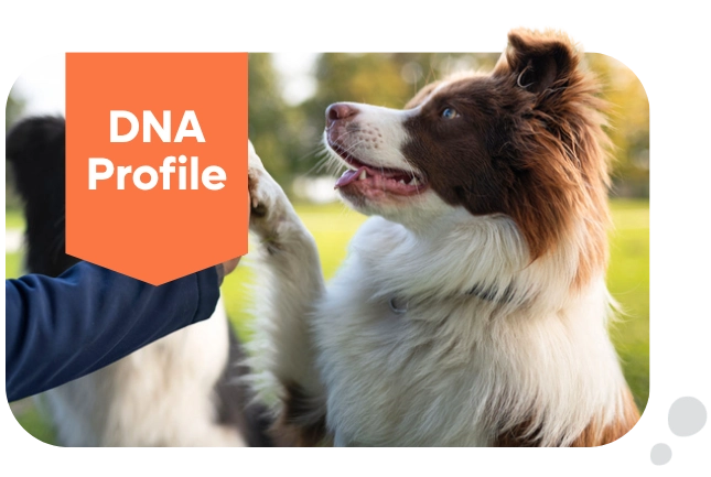 Breedwise DNA DNA Profile Test