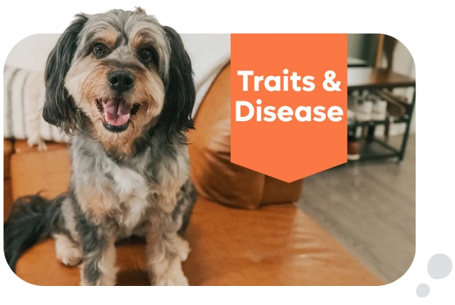 Breedwise DNA Traits & Disease Tests