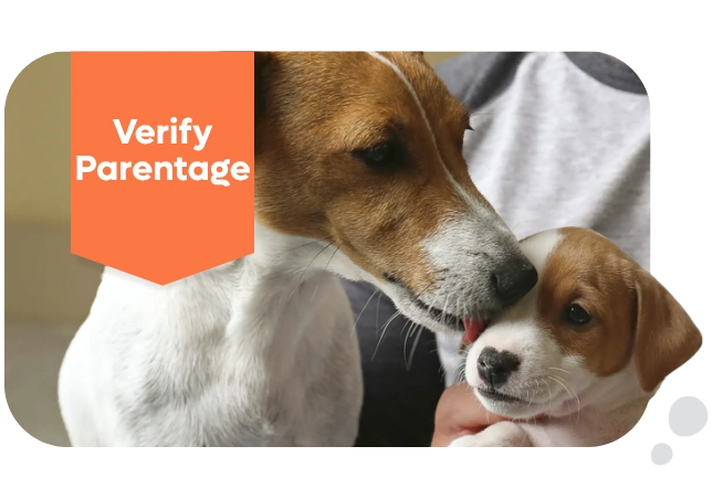 Breedwise DNA Verify Parentage Test
