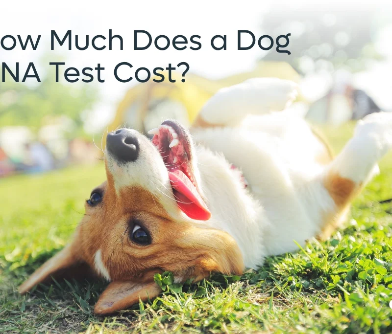How much does a dog dna test cost?
