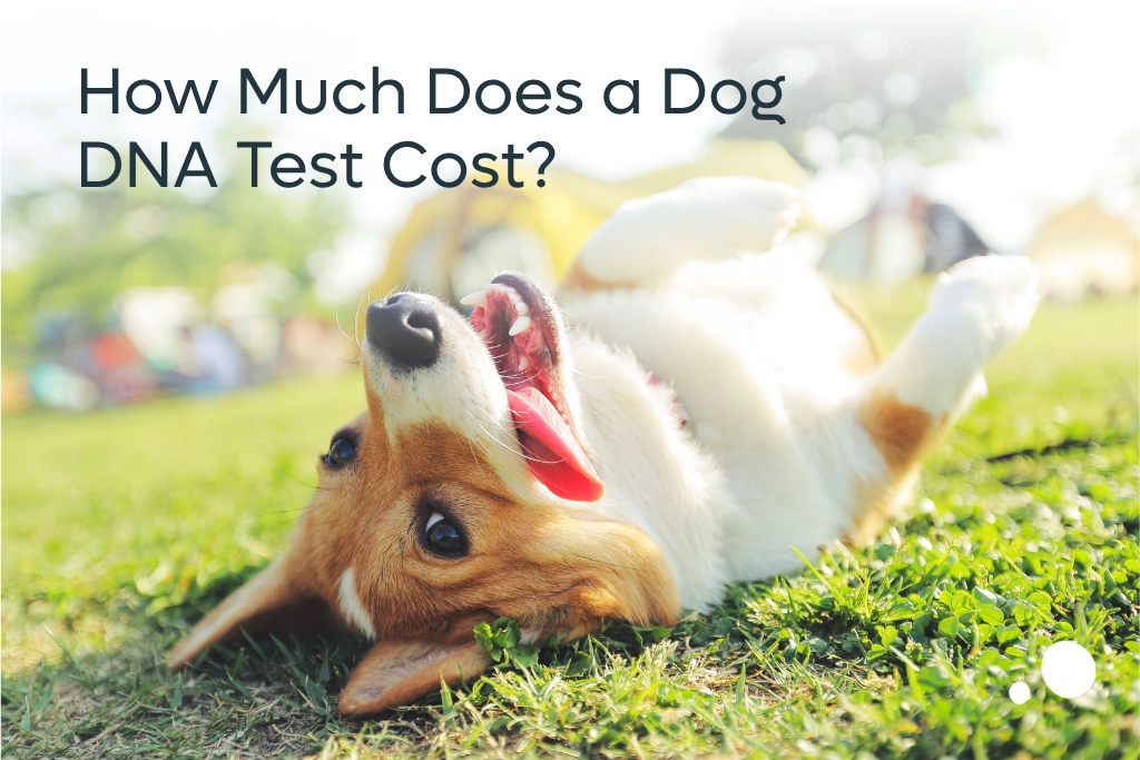 How much does a dog dna test cost?